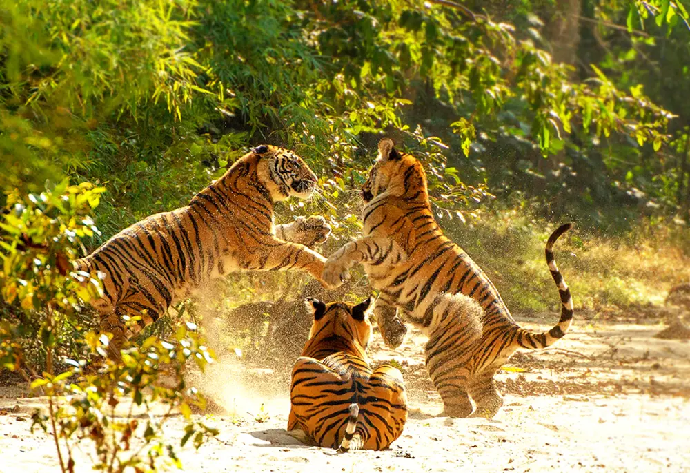 Bandhavgarh