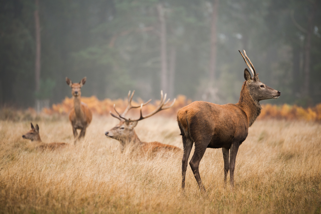 Kanha National Park