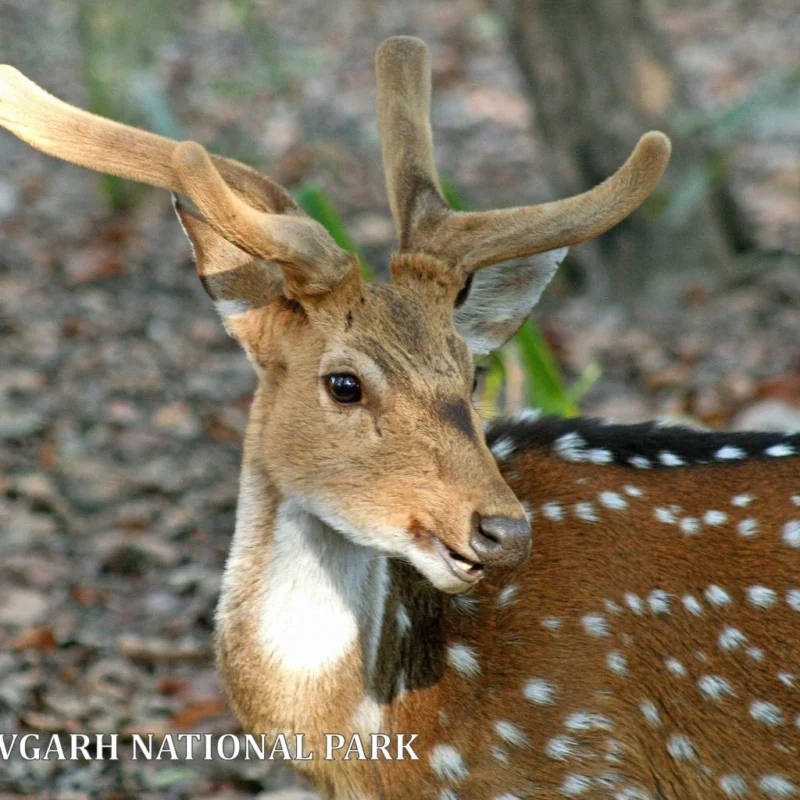 BANDHAVGARH-03-1-1024x1024