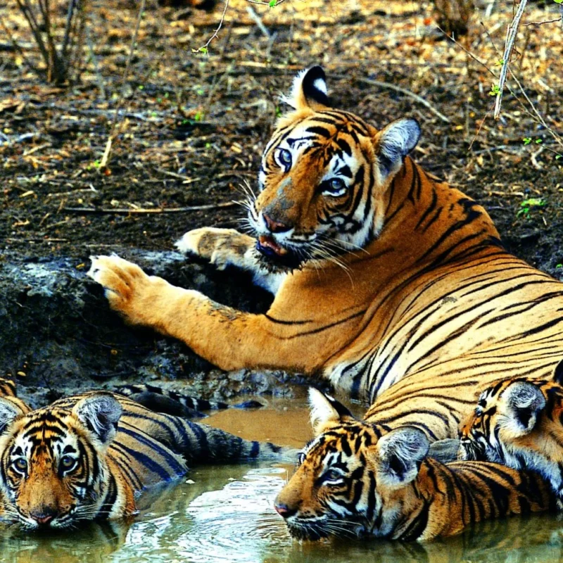 KANHA-06-scaled-e1706873771315-1024x1024