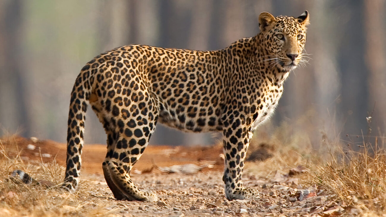 Leopard (1)